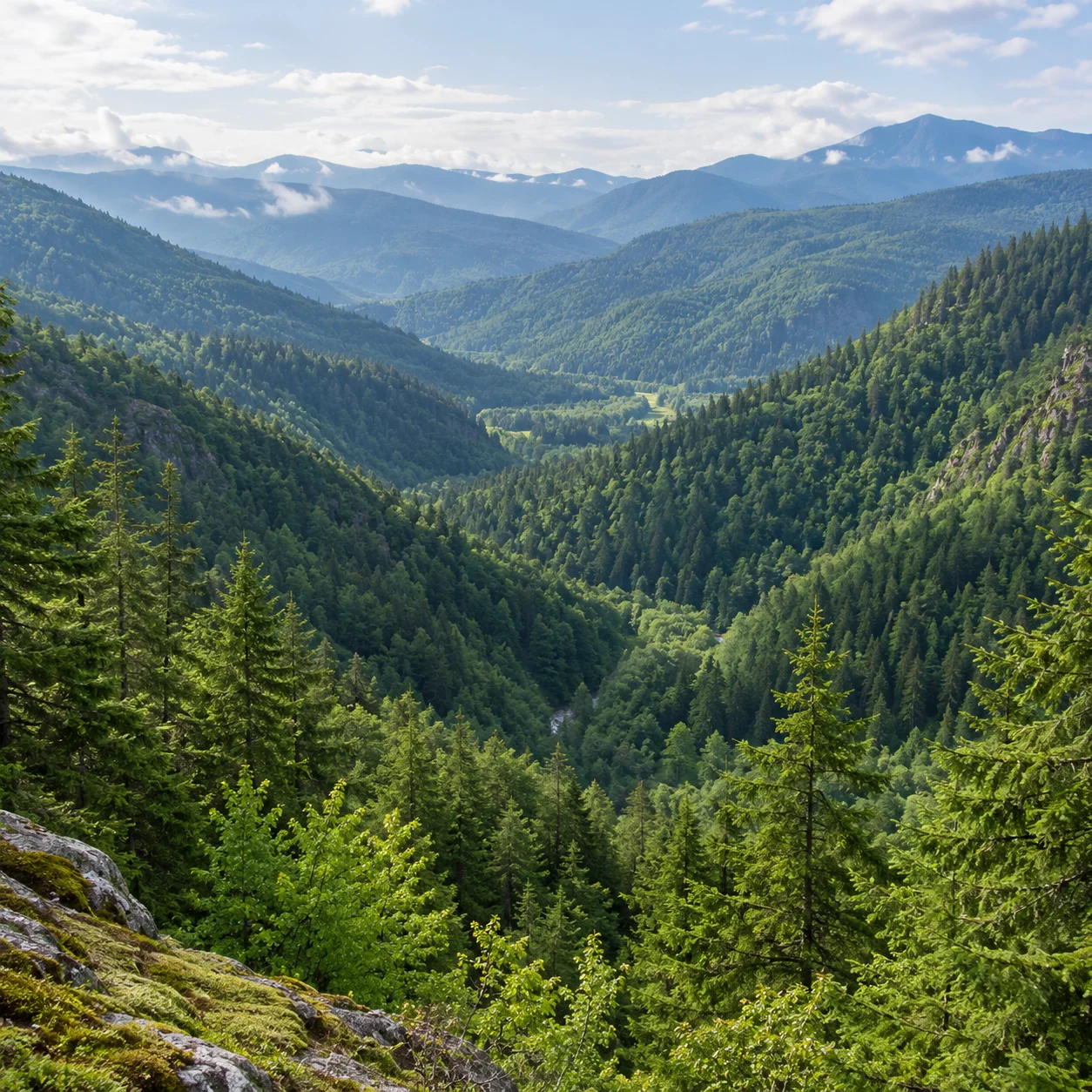 A Forest Valley in Mist — After: photo after AI dehazing, with reduced haze and more visible scene contrast